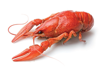 SCCL opens the business season with the Crayfish Party
